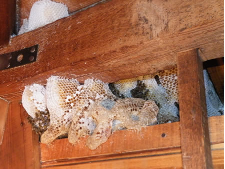 蜂の巣駆除実績：ハチ駆除8940